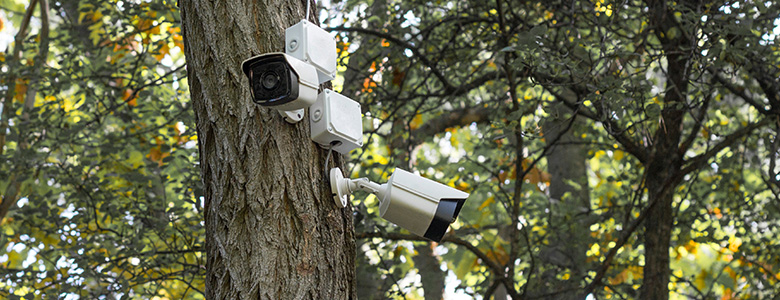 Två vita övervakningskameror monterade på en stärdstam. I bakgrunden syns lövkronor, gröna och gula löv.